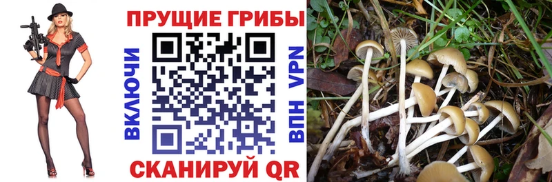 Галлюциногенные грибы мицелий  Новоуральск 
